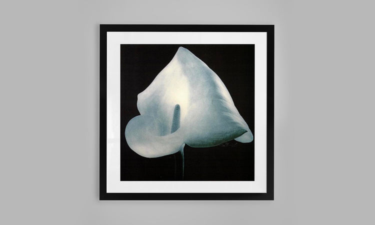 Calla Lily - White