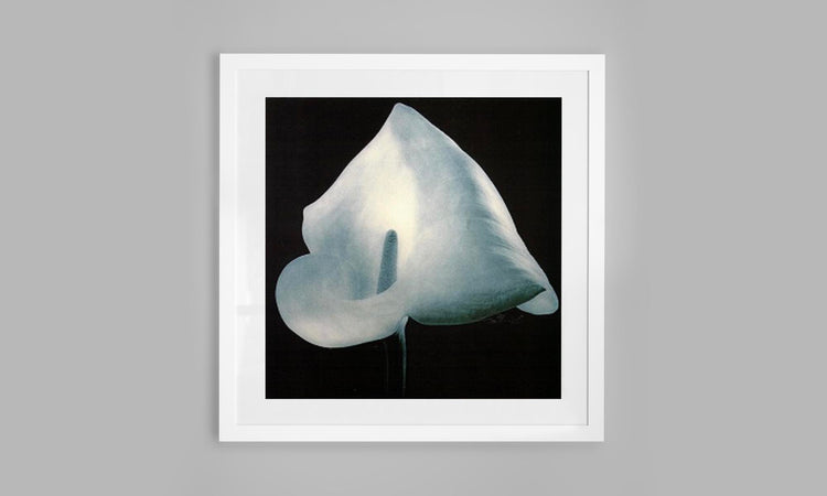 Calla Lily - White