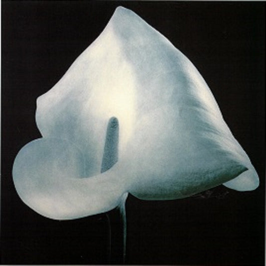 Calla Lily - White