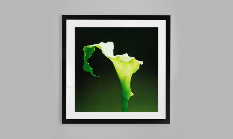 Calla Lily - Iris