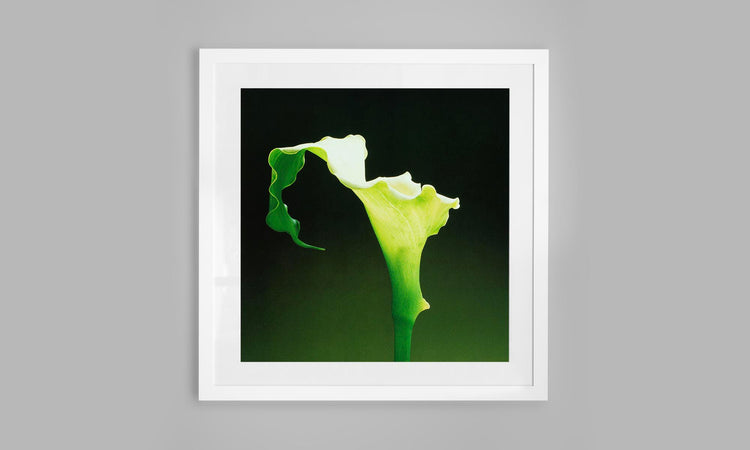 Calla Lily - Iris