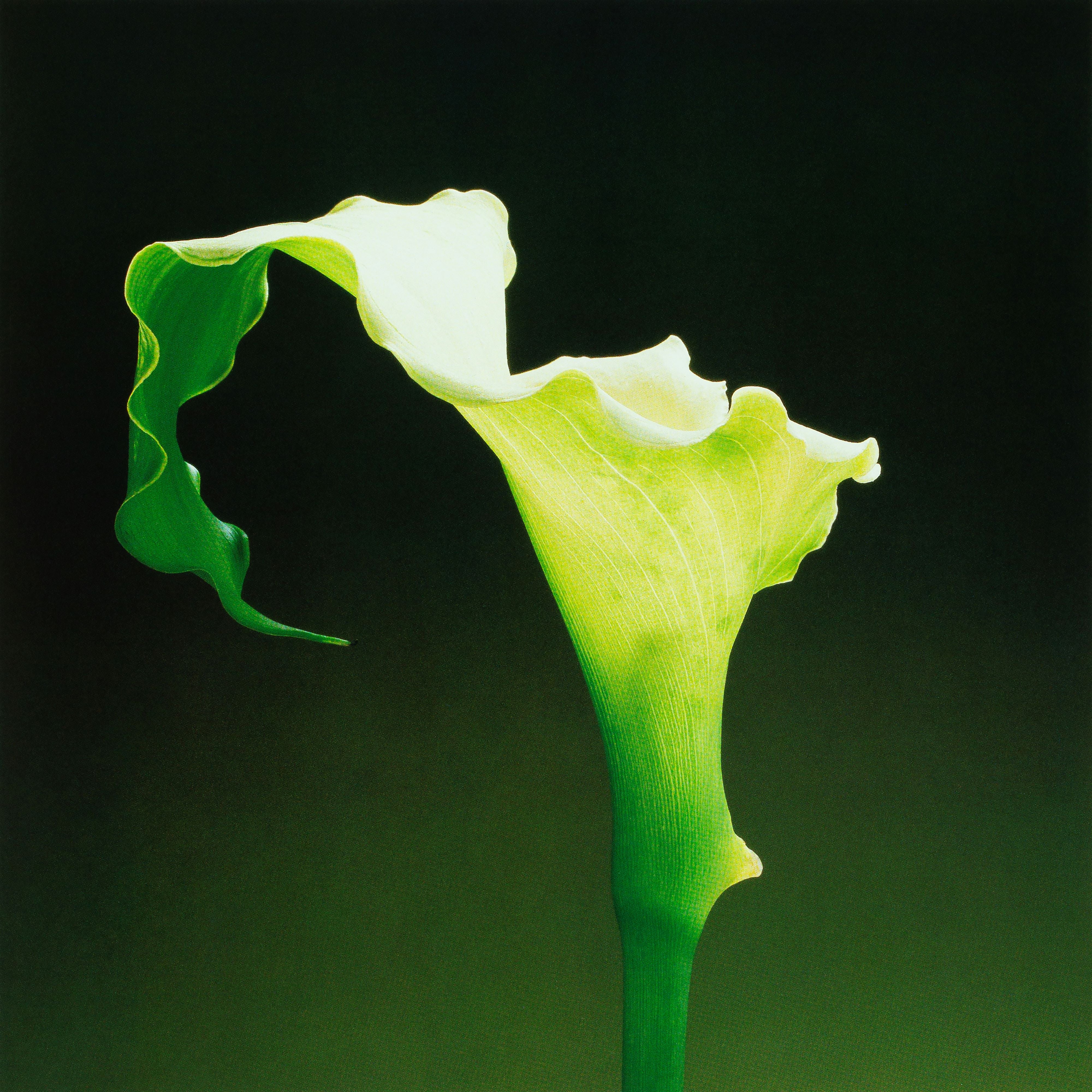 Calla Lily - Iris