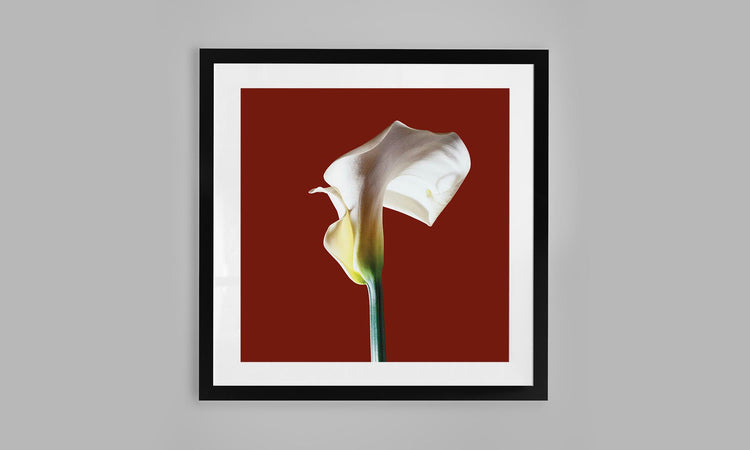 Calla  Lily - Red