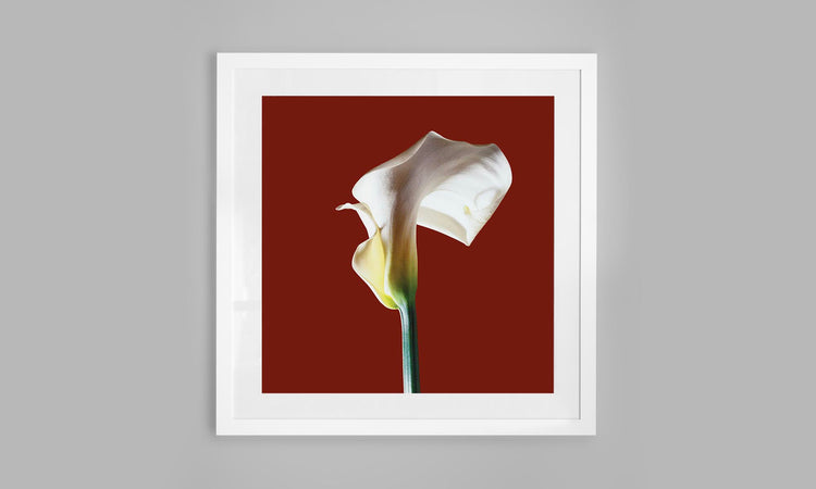 Calla  Lily - Red