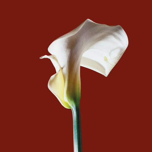 Calla  Lily - Red