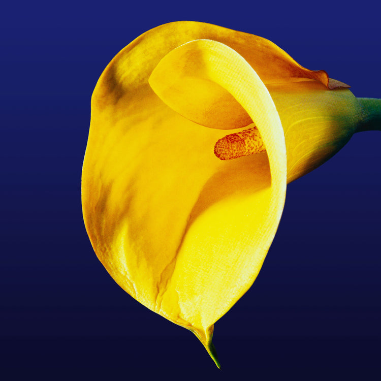 Calla Lily - Yellow