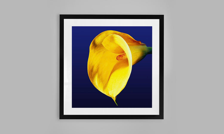 Calla Lily - Yellow