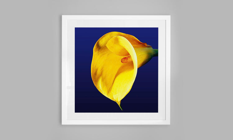 Calla Lily - Yellow