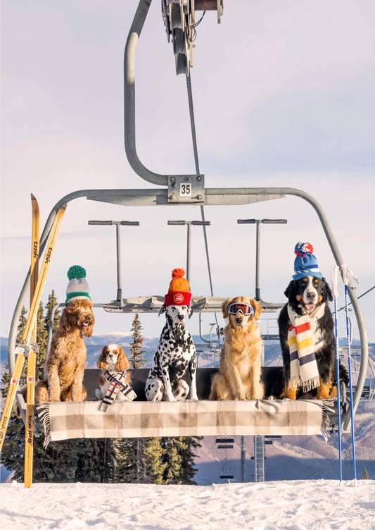 Chairlift Pups, Aspen