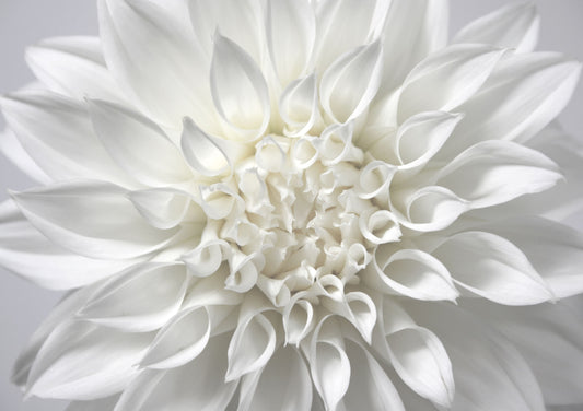 White Dahlia Print