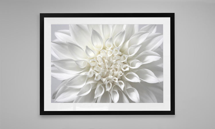 White Dahlia Print