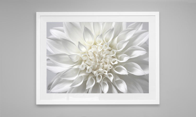 White Dahlia Print