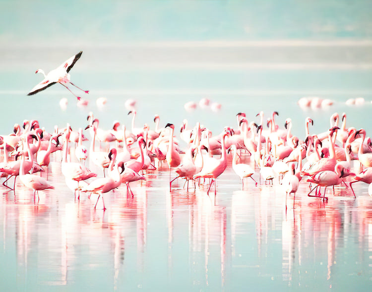 Palm Springs Flamingos