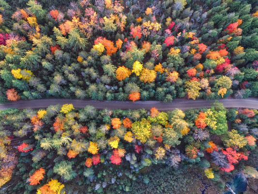 Autumn Leaves, Grayling, Michigan. USA