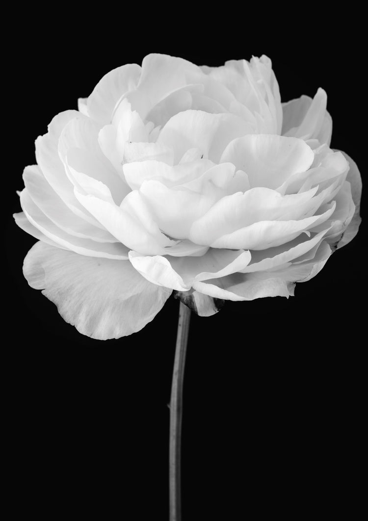 Peony