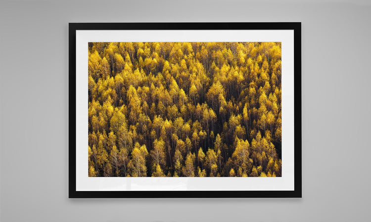 Forest of Yellow Trees