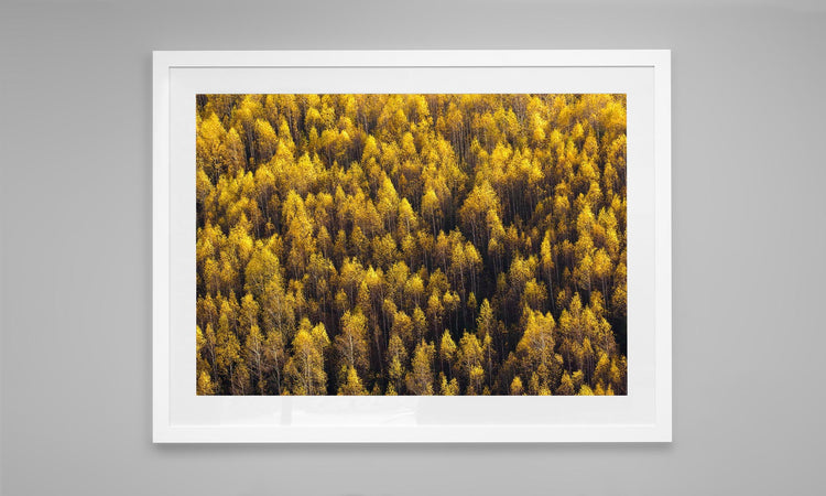 Forest of Yellow Trees