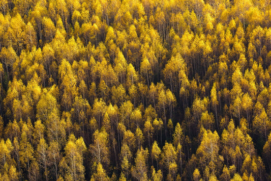 Forest of Yellow Trees