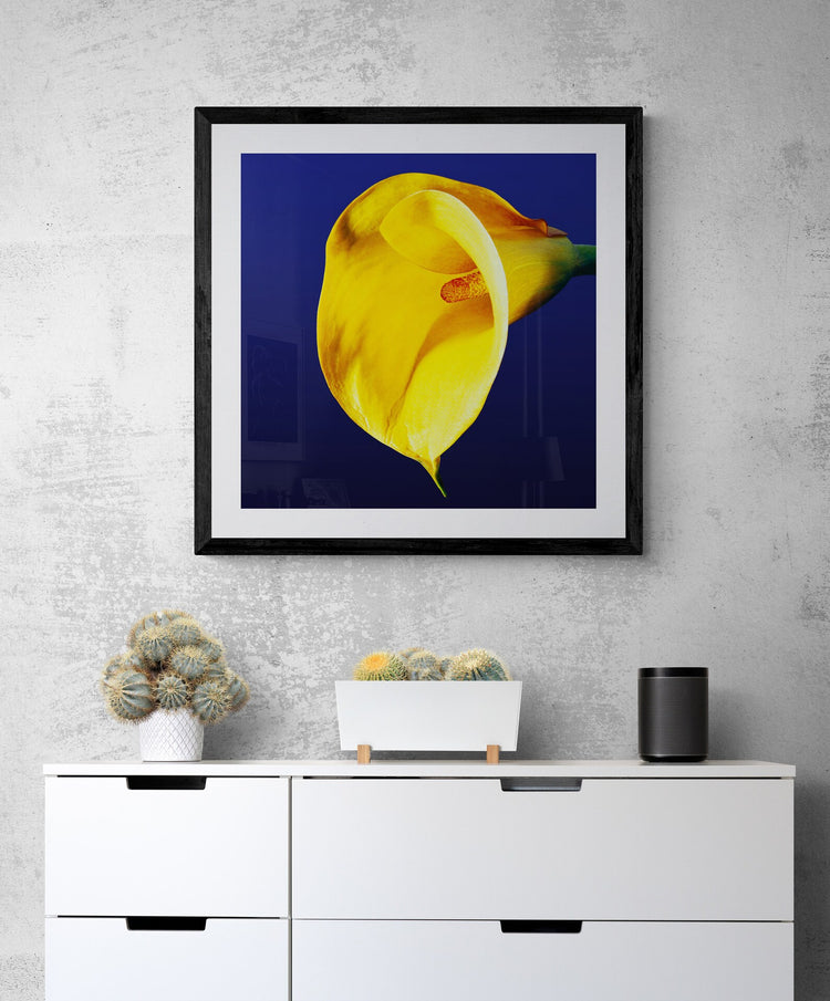 Calla Lily - Yellow