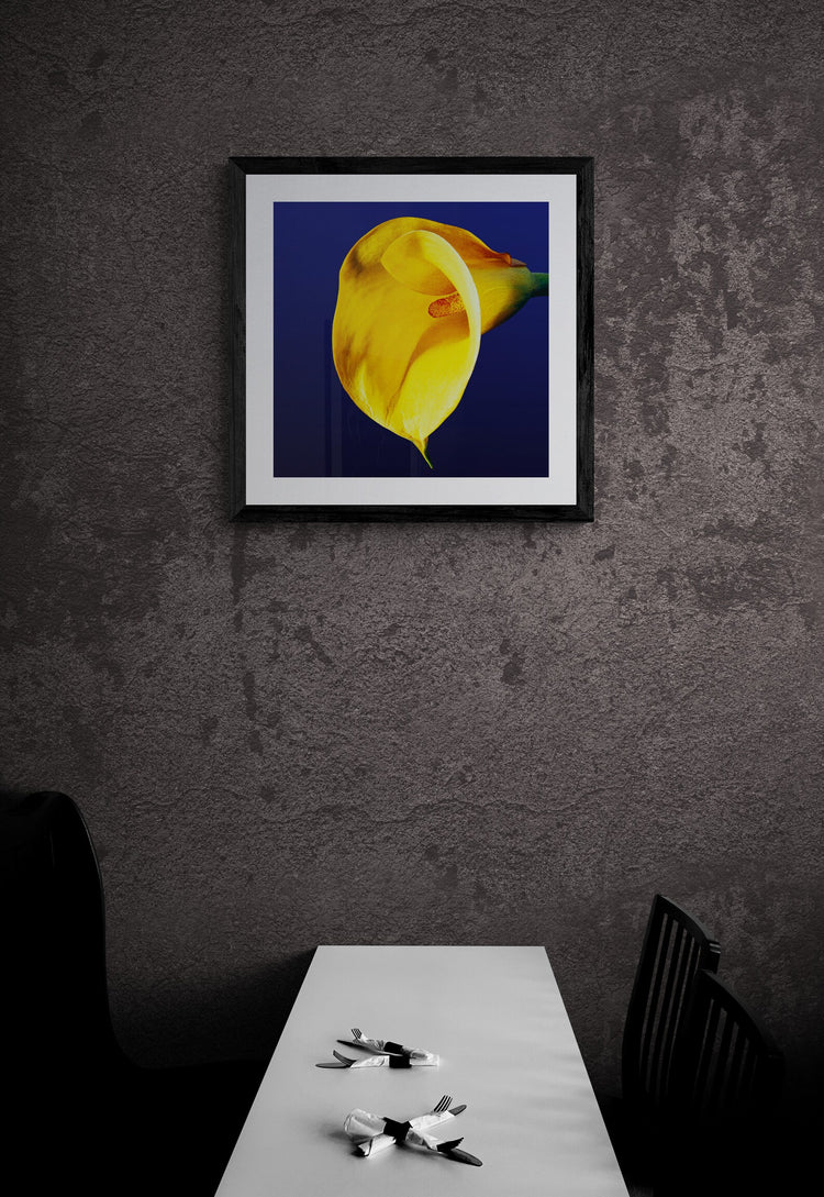 Calla Lily - Yellow