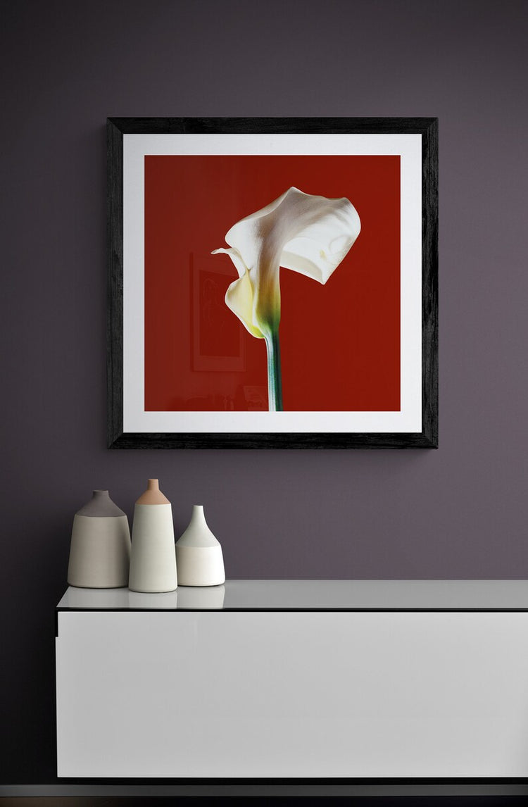 Calla  Lily - Red