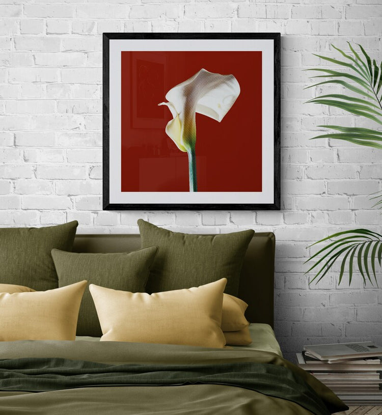 Calla  Lily - Red